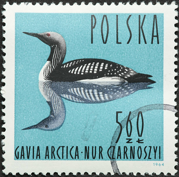 gavia arctica, black throated loon on Polish stamp "gavia arctica, black throated loon on Polish stamp" arctic loon stock pictures, royalty-free photos & images