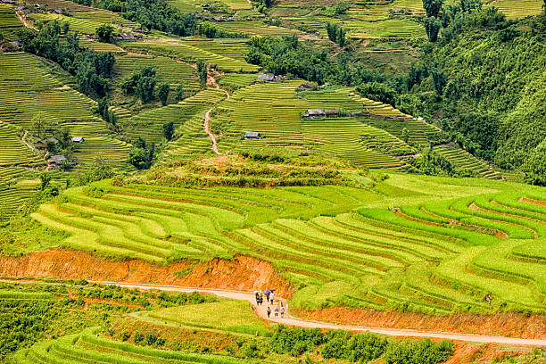 istock Rice fields near Sapa town in North Vietnam 185212720
