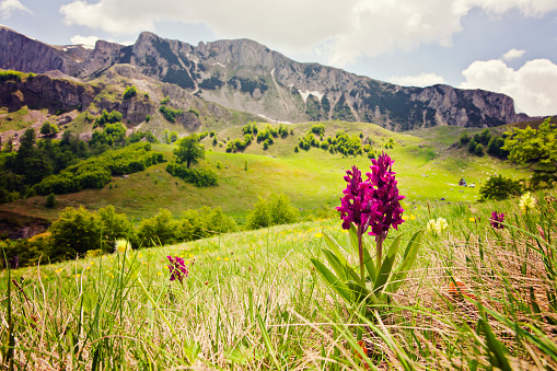 Wild orchids (Dactylorhiza Maculata) growing at grassy meadow on Zelengora mountain, Bosnia and Herzegovina, Europe. Shallow dof.