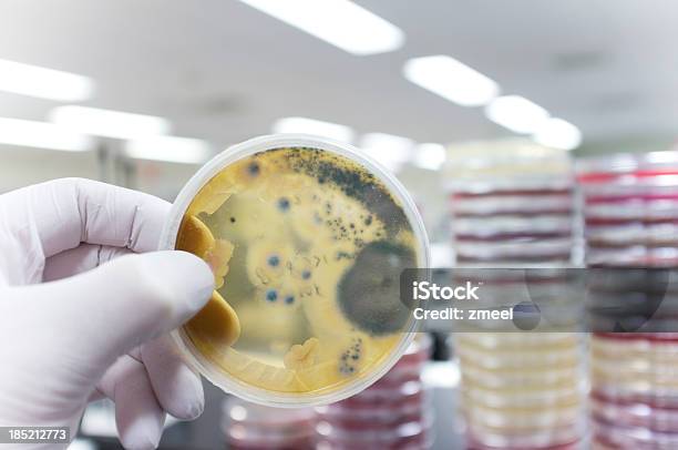 Unbedenklich Fungi Stockfoto und mehr Bilder von Agargel - Agargel, Bakterie, Biologie