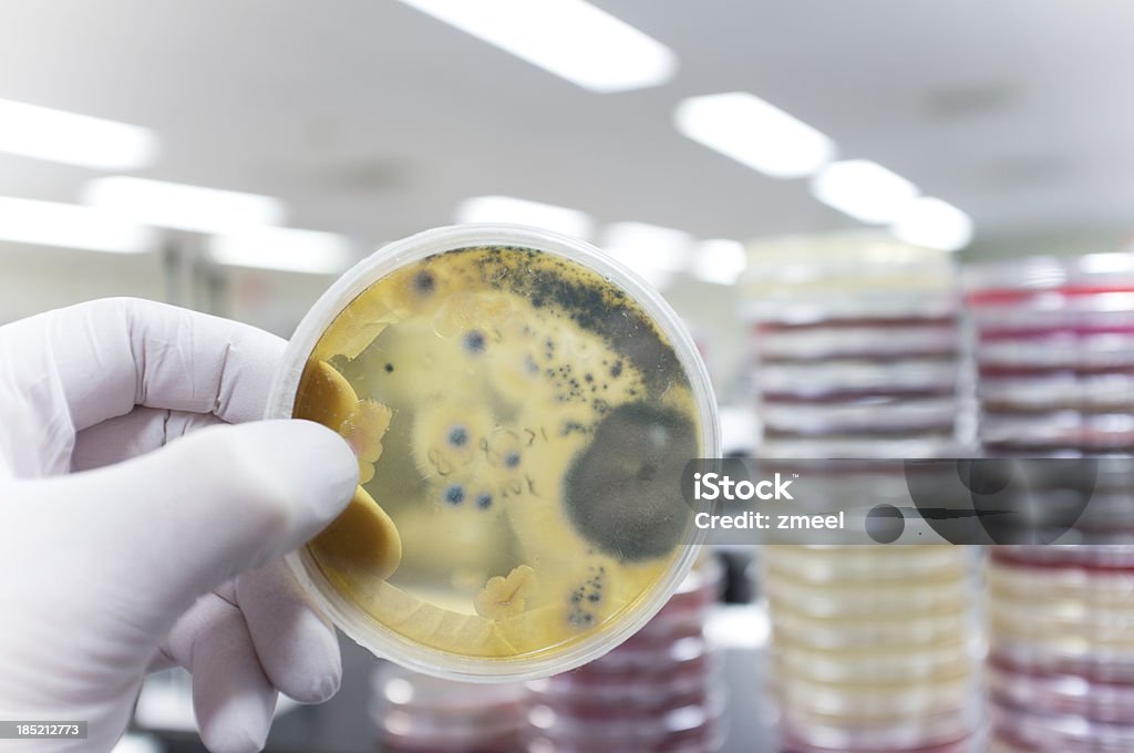 Patógeno hongos - Foto de stock de Agar-agar libre de derechos