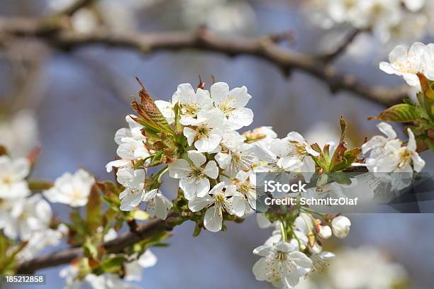 Árbol De Cerezo En Flor Abriéndose Foto de stock y más banco de imágenes de Agricultura - Agricultura, Blanco - Color, Cabeza de flor