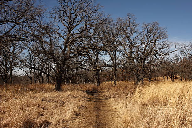 Trail path dourar árvores início da primavera - foto de acervo