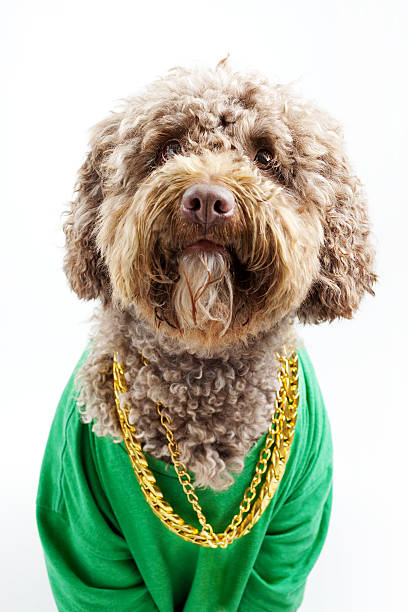 Dog Dog with a  golden chain. pimp hat stock pictures, royalty-free photos & images