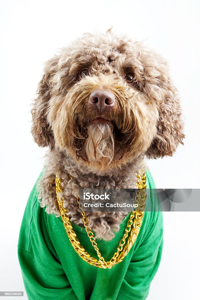 Cachorro - Foto de stock de Cão royalty-free