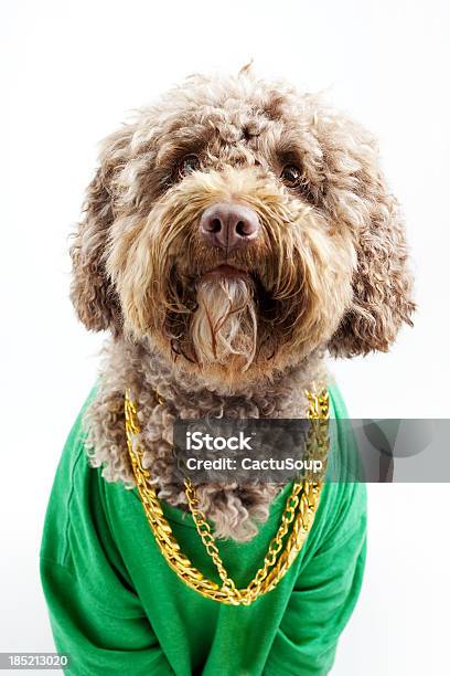 Foto de Cachorro e mais fotos de stock de Cão - Cão, Bling Bling, Luxo