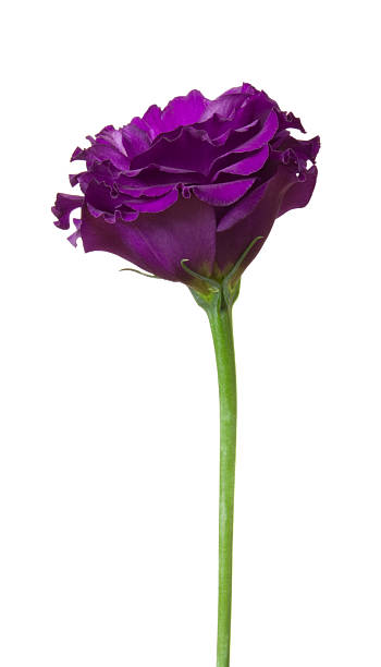 eustoma （トルコキキョウ - 一輪の花 ストックフォトと画像