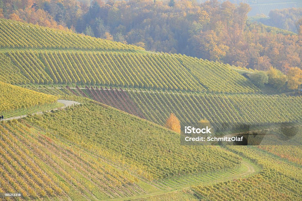 Paisaje de otoño con viñedos - Foto de stock de Aire libre libre de derechos