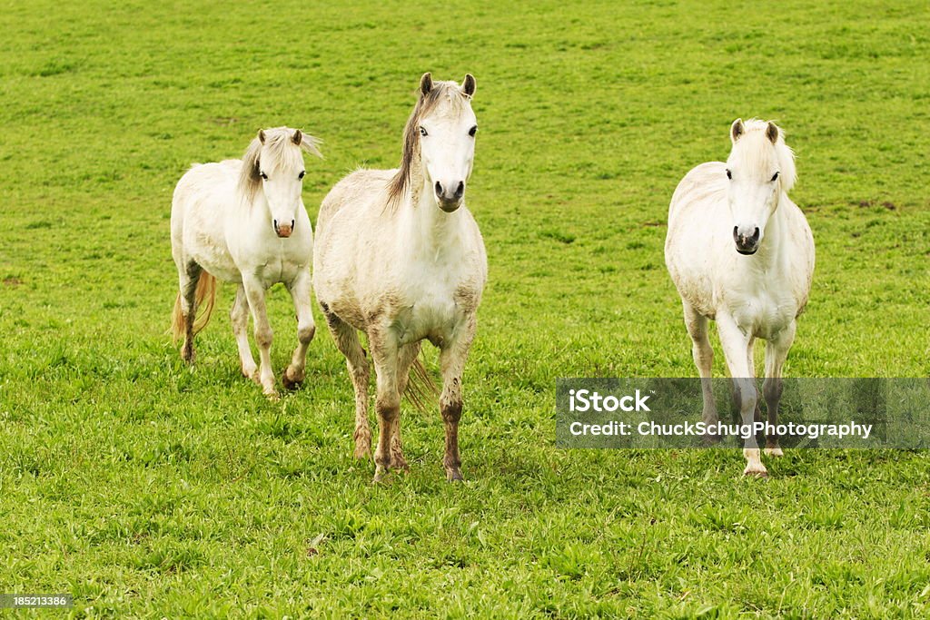 Cavalo andaluz pasto Equine Ranch - Royalty-free Andaluzia Foto de stock