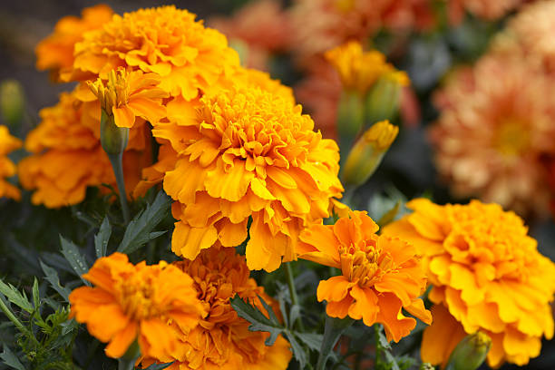 Orange marigold flowers stock photo