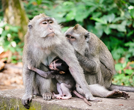 A family of wild Long-tailed Macaque monkeys, with a baby suckling from its mother.  Photographed in the Sacred Monkey Forest near Ubud in Bali, Indonesia.