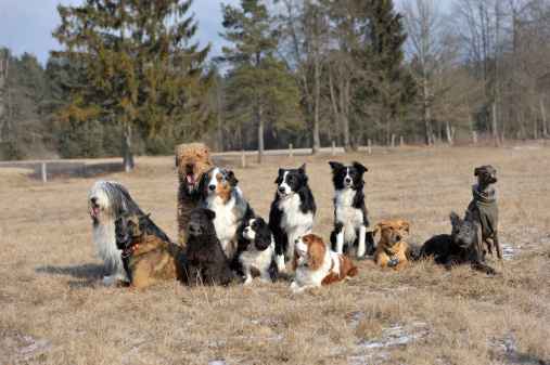 Large group of twelve  dogs sitting together