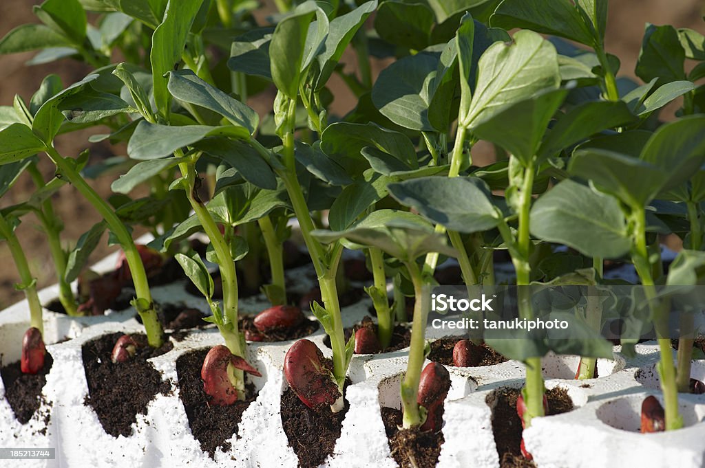 Junge Pflanzen Broad Bean - Lizenzfrei Auskeimen Stock-Foto