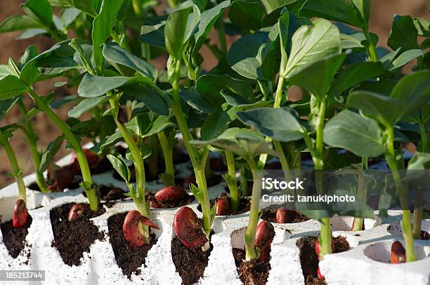 Junge Pflanzen Broad Bean Stockfoto und mehr Bilder von Auskeimen - Auskeimen, Behälter, Bildschärfe