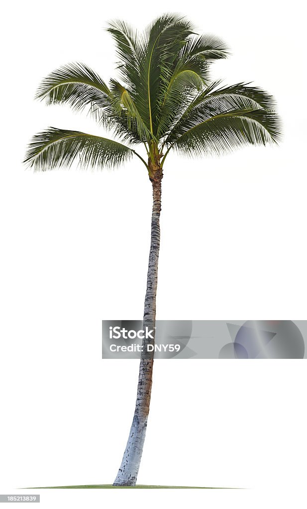 Coco palmeira isolado no fundo branco - Foto de stock de Palmeira royalty-free