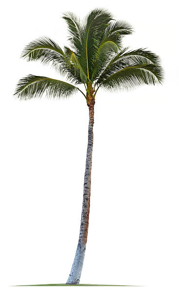 coconut palm tree isolated on white background - 棕櫚樹 個照片及圖片檔