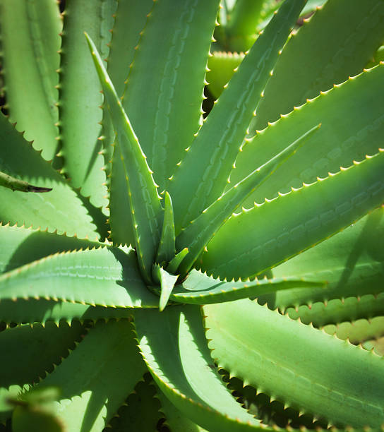 Medicinal Herbal Aloe Vera Plant Close-up