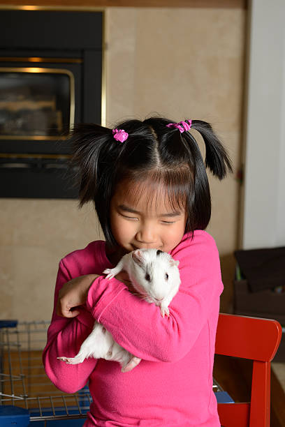 bambina baciare pet porcellino d'india - guinea pig pets child stroking foto e immagini stock