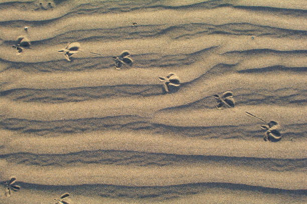 Close-up of ripples in the sand with foorprints of a bird