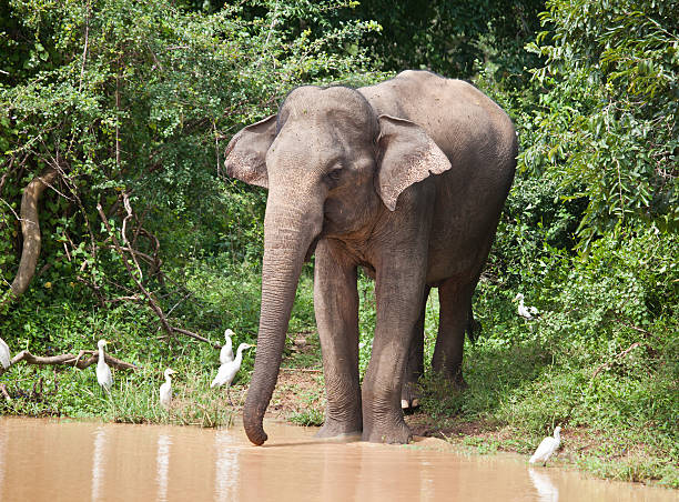 Asian Elephant (Elephas maximus); Yala NP, Sri Lanka "A wild Asian Elephant," cattle egret photos stock pictures, royalty-free photos & images