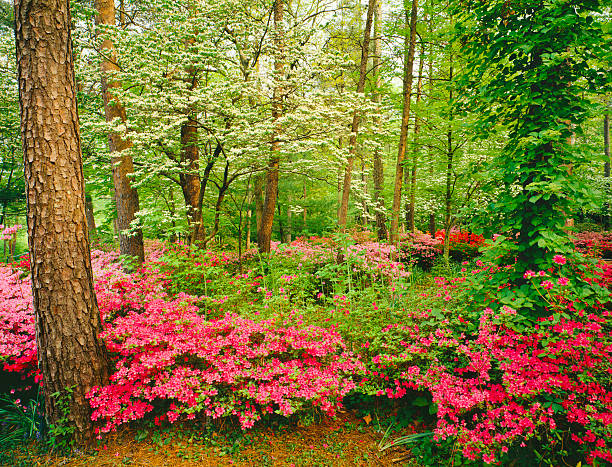 Spring in Southern Woodlands Spring garden in Alabama with dogwoods and azaleas. dogwood trees stock pictures, royalty-free photos & images