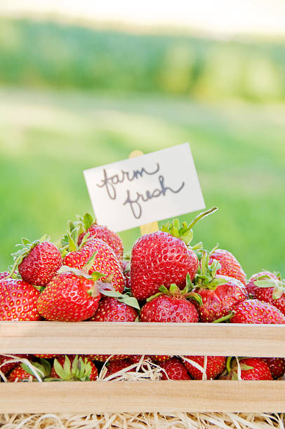 istock Freshly harvested organic garden strawberries 185214379