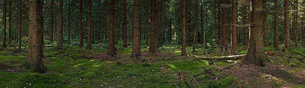 verde floresta profunda na reserva ecológica de clareira no mato - forest fern glade copse imagens e fotografias de stock