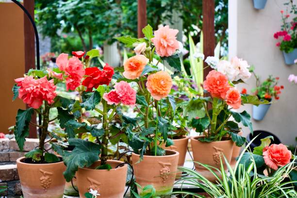 istock Colorful roses in pods 1852145025
