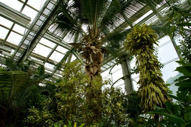 istock Tropical Trees in the Botanical Garden 1852145577