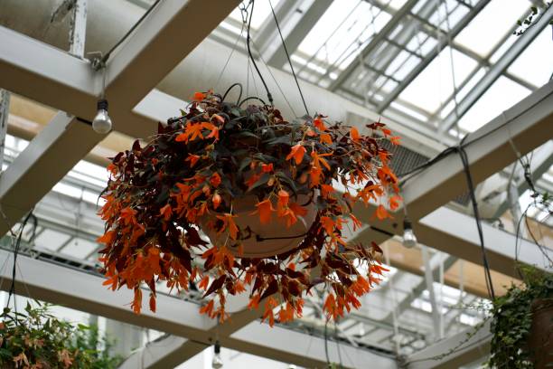 istock Bolivian Begonia hanging from the ceiling 1852146110