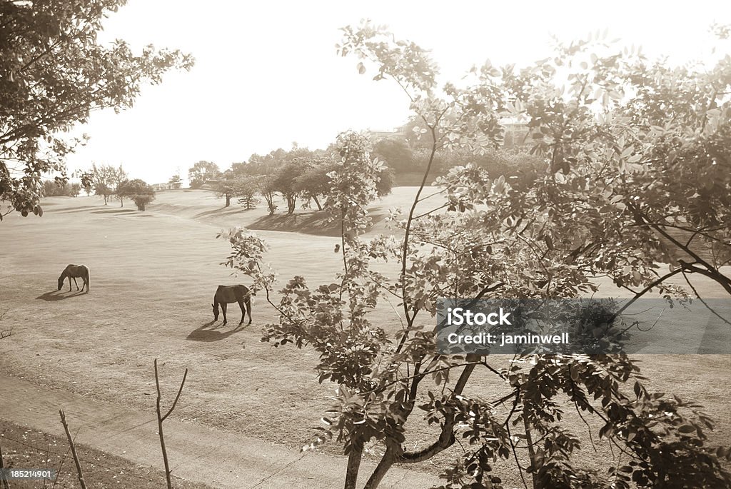 Живописный Пастбище пейзаж с лошади Пастьба - Стоковые фото Без людей роялти-фри