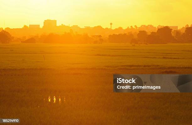 Campo Di Paesaggio Tropicale Al Tramonto - Fotografie stock e altre immagini di Agricoltura - Agricoltura, Aiuola, Albero