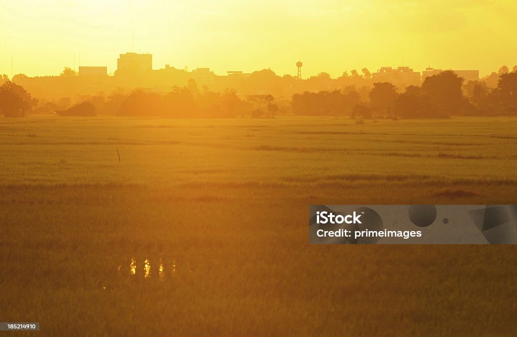 Campo paisagem Tropical ao pôr do sol - Foto de stock de Agricultura royalty-free