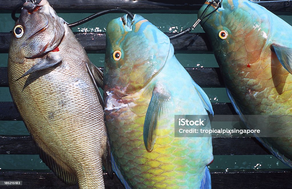 Indonesia, West Sumatra Province, Mentawai Islands, tropical fish. "Indonesia, West Sumatra Province, Mentawai Islands, tropical fish." Fish Stock Photo
