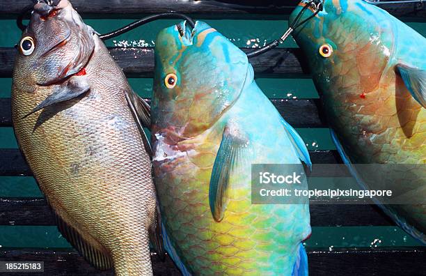 Indonesia West Sumatra Province Mentawai Islands Tropical Fish Stock Photo - Download Image Now