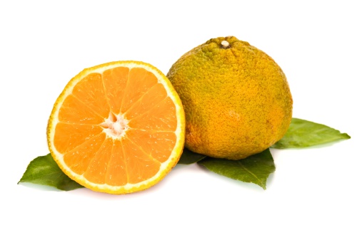 Uglie Fruit Jamaican Hybrid Citrus Fruit