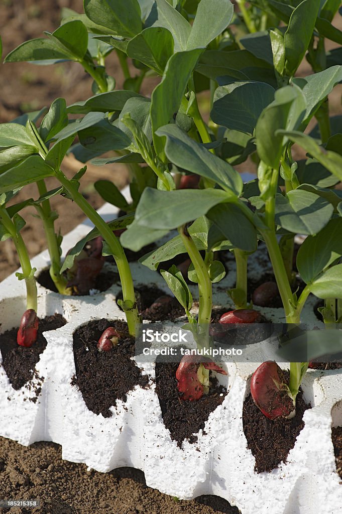 Giovane Fava piante - Foto stock royalty-free di Agricoltura