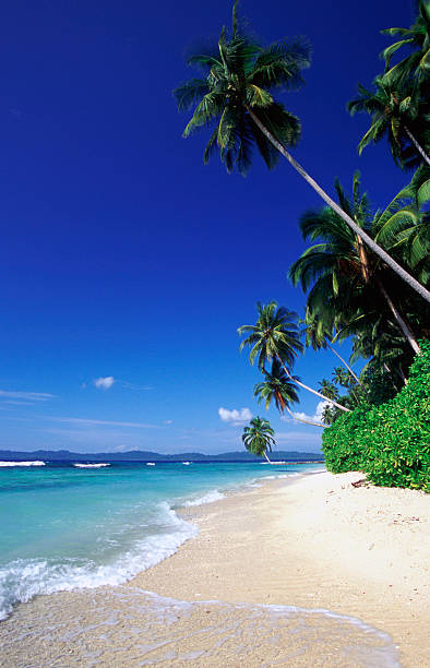 istock Indonesia, North Sumatra Province, Batu Islands, coconut palms. 185215426