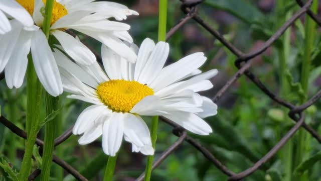 White daisies on the background of a chain link fence. Flowerbed.