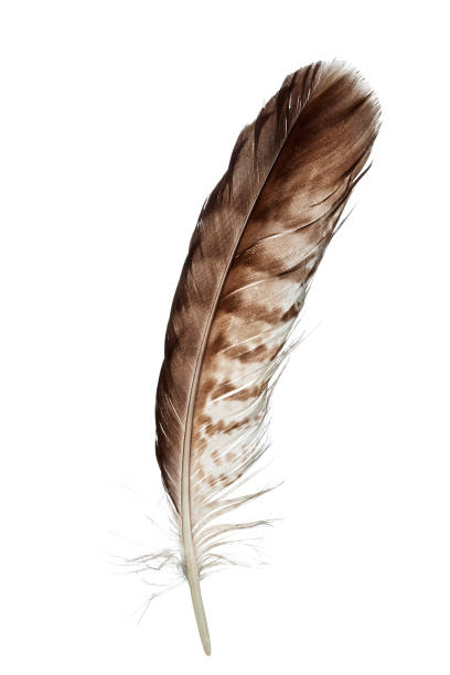 Bird feather, isolated on white "Bird feather, isolated on white" feather photos stock pictures, royalty-free photos & images
