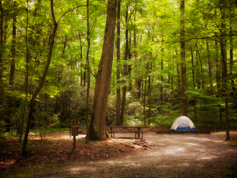 Tent setup on a camping ground surrounded by lush woods.