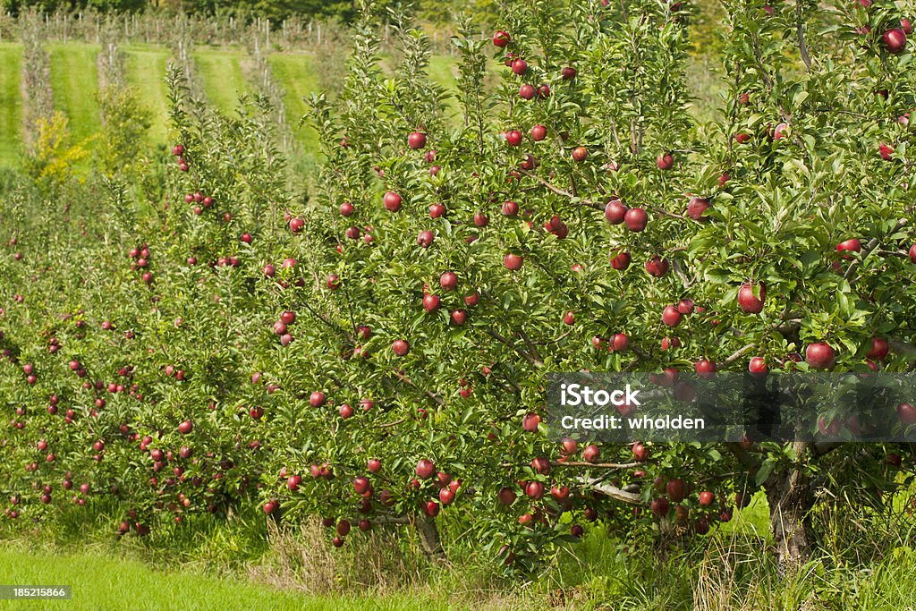 Pomar de Macieiras - Foto de stock de Agricultura royalty-free