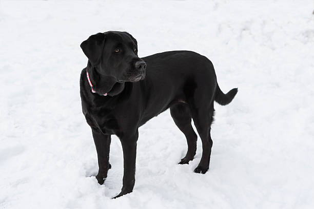istock Black Labrador retriever in Snow 185215906