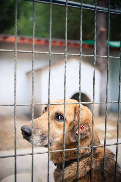 istock Dog in the Pen 185216038