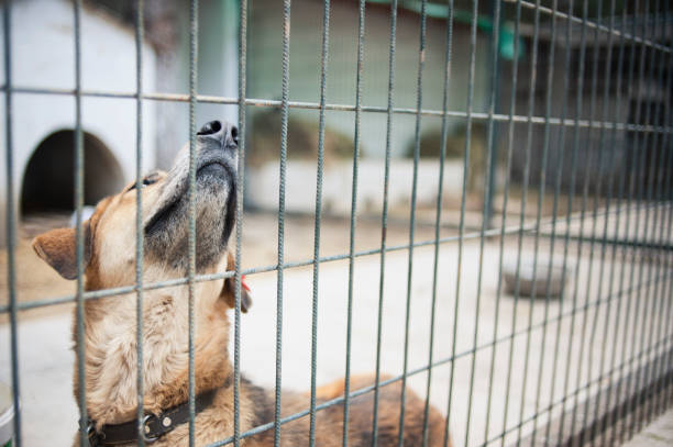 istock Dog in the Pen 185216041