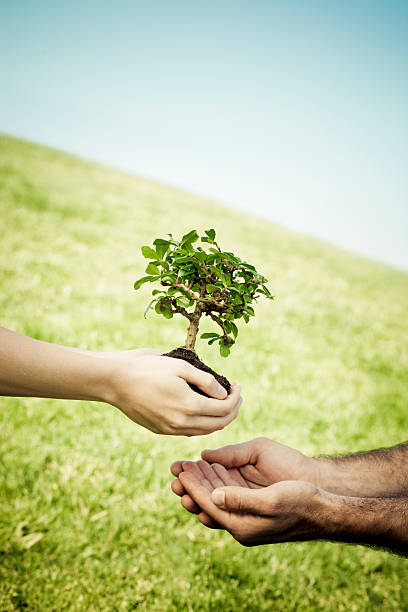 kobieta podając drzewo bonsai do mężczyzna ręce - development tree human hand bonsai tree zdjęcia i obrazy z banku zdjęć