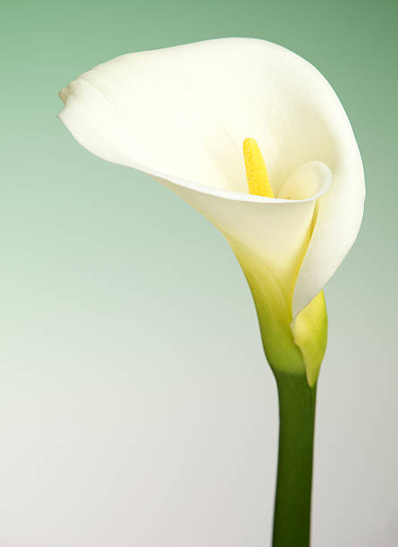 istock Calla Lily Flower with Green Background and Copy Space 185216253