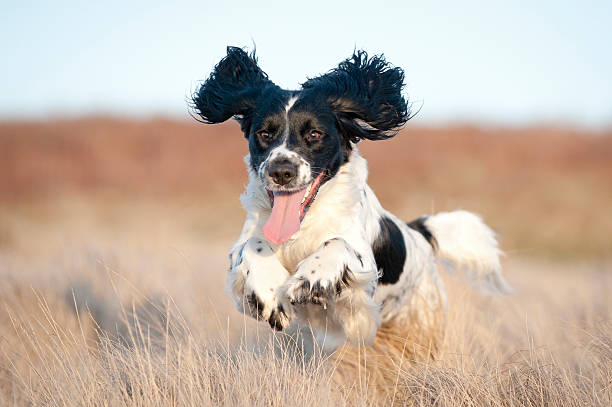 Pure Joy Pure joy on the face of a young spaniel running free spaniel stock pictures, royalty-free photos & images