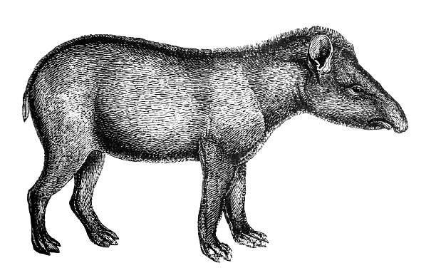 Tapir "A tapir is a large browsing mammal, similar in shape to a pig, with a short, prehensile snout. Illustration was published in 1870" tapir stock illustrations