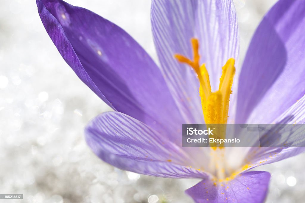 Gros plan de Crocus de printemps précoces Thawing sur fond de neige - Photo de Abstrait libre de droits